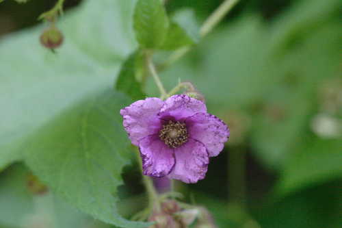 Rubus odoratus #5